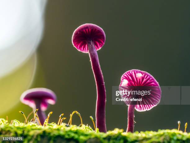 amethyst deceiver mushrooms - toadstool stock pictures, royalty-free photos & images