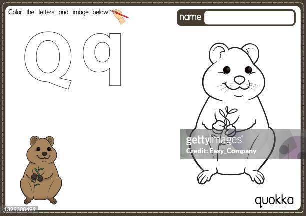 illustrations, cliparts, dessins animés et icônes de illustration vectorielle de la page du livre de coloriage de l’alphabet pour enfants avec une image clipart en couleur. lettre q pour quokka. - quokka