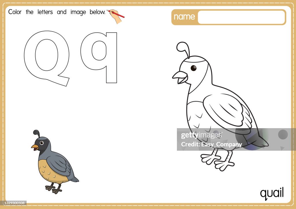 Vector illustration of kids alphabet coloring book page with outlined clip art to color. Letter Q for Quail.