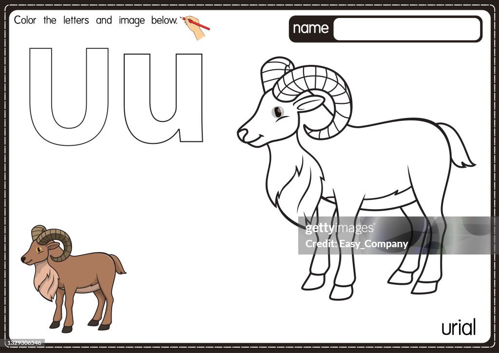Vektorillustration der Malbuchseite für Kinder mit umrissener ClipArt zum Ausmalen. Buchstabe U für Urial.