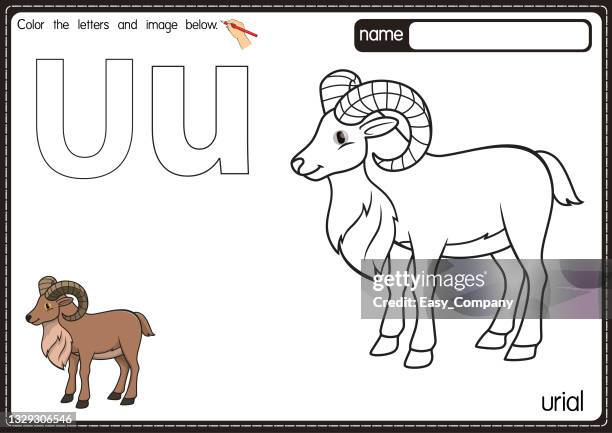 vektorillustration der malbuchseite für kinder mit umrissener clipart zum ausmalen. buchstabe u für urial. - widder stock-grafiken, -clipart, -cartoons und -symbole