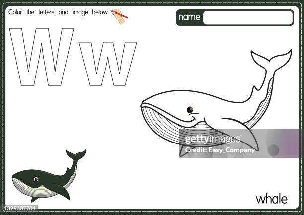 ilustraciones, imágenes clip art, dibujos animados e iconos de stock de ilustración vectorial de la página del libro para colorear del alfabeto infantil con imágenes prediseñadas a color. letra w para ballena. - killer whale