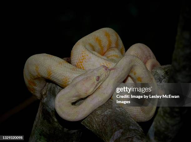 carpet python - albino snake - coiled on branch - yellow burmese python stock pictures, royalty-free photos & images