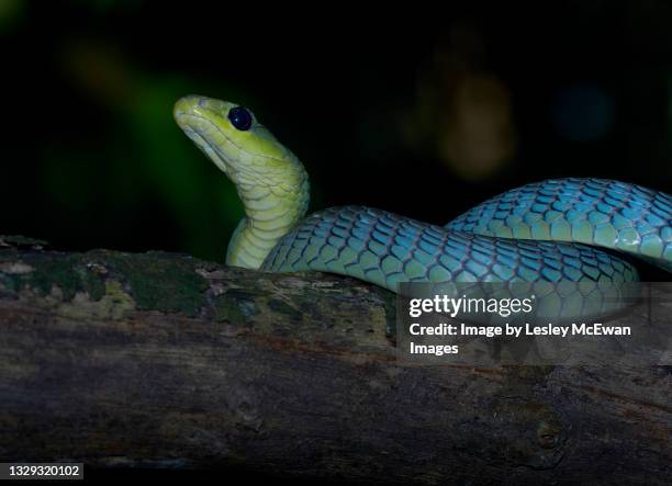 green tree snake in blue phase. coiled on a tree branch - piel de serpiente fotografías e imágenes de stock