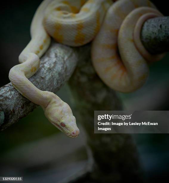 carpet python - albino snake - coiled on branch - yellow burmese python stock pictures, royalty-free photos & images