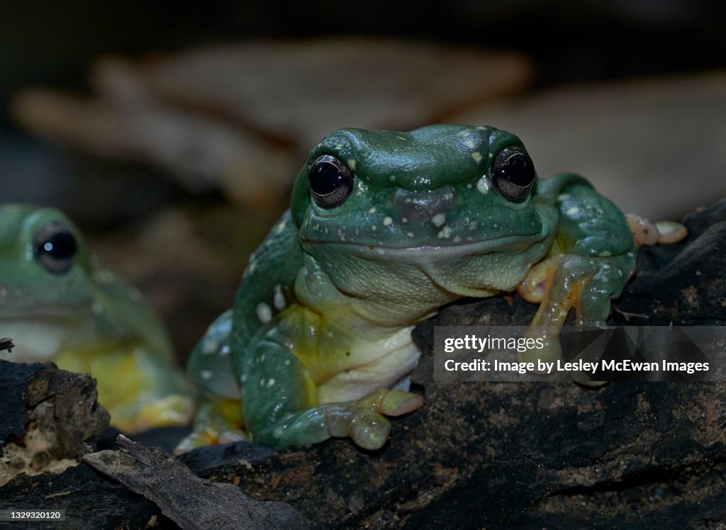 Cute Australian Magnificent Tree Frog
