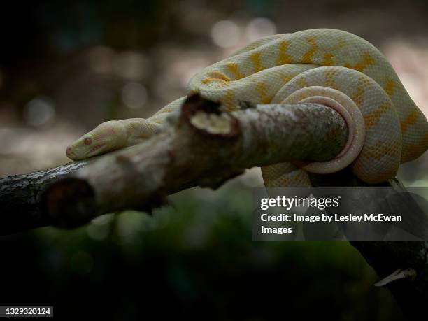 carpet python - albino snake - coiled on branch - diamond python stock pictures, royalty-free photos & images