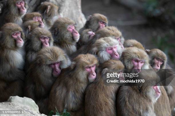 snow monkey - macaque foto e immagini stock