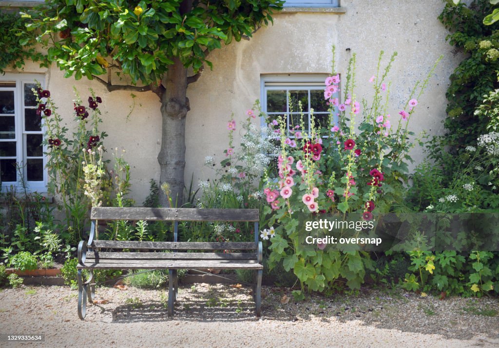Hollyhocks