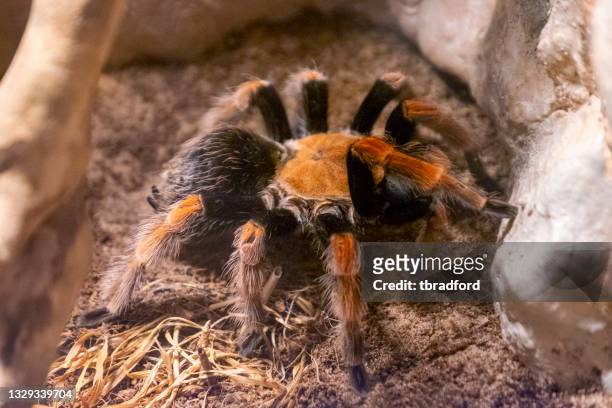 mexican blood leg tarantula - invertebrate stock pictures, royalty-free photos & images