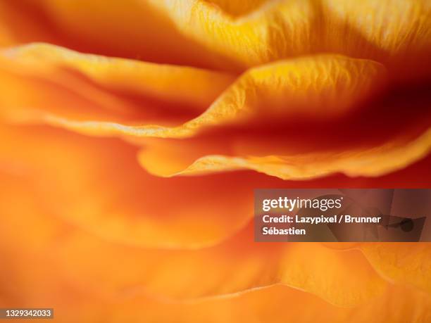 dreamy macro orange peony 6 - orange flower fotografías e imágenes de stock