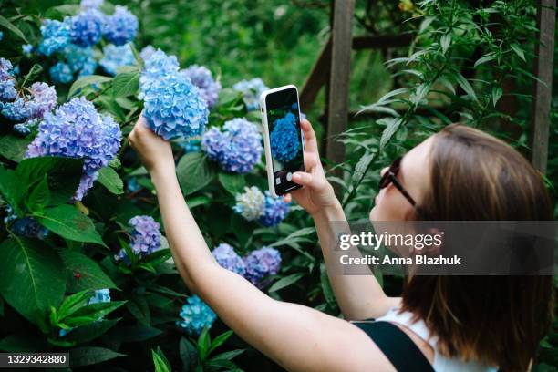 woman taking picture of beautiful pink and blue hydrangea flowers with phone in green summer garden - hydrangea lifestyle stockfoto's en -beelden
