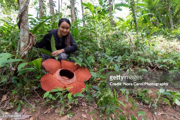 woman and rafflesia flower - rafflesia - fotografias e filmes do acervo