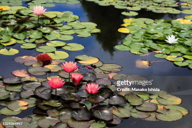 beautiful water lily flowers floating on pond - aquatic organism stock pictures, royalty-free photos & images