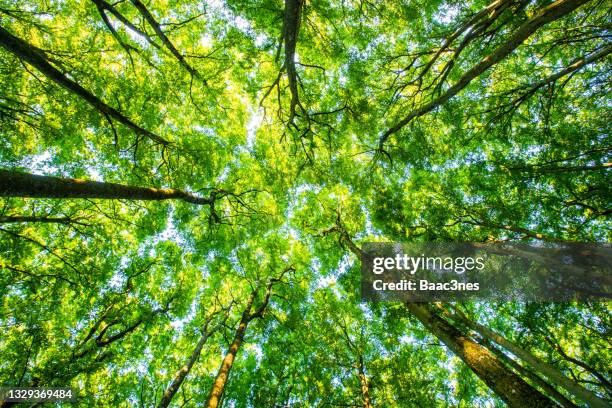 treetops seen from a low angle - lussureggiante descrizione foto e immagini stock
