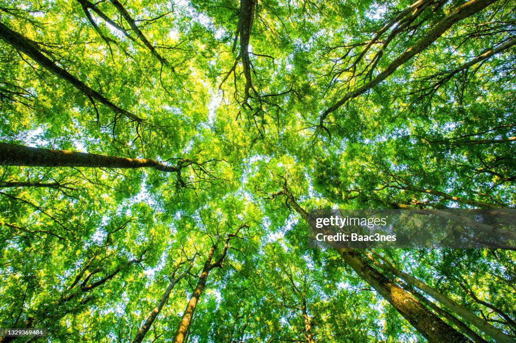 Treetops seen from a low angle