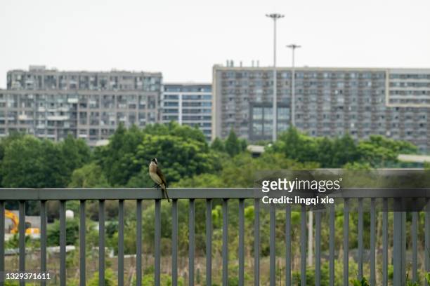a bird is standing on the fence on the roof - fence birds stock pictures, royalty-free photos & images