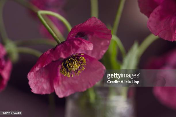 pink poppies - uncultivated imagens e fotografias de stock