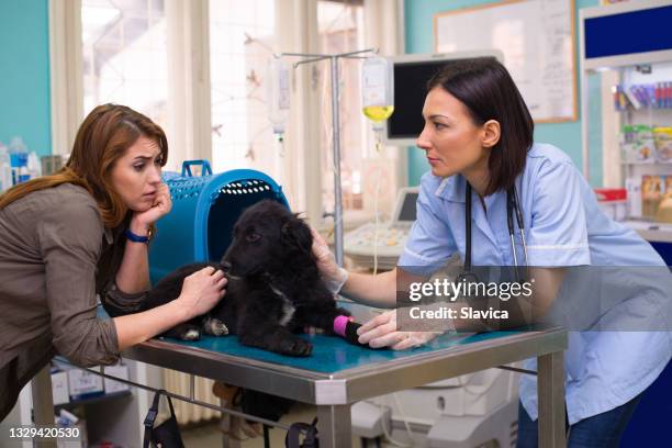 female veterinarians examining a dog at animal hospital - worried pet owner stock pictures, royalty-free photos & images