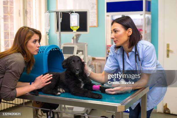 female veterinarians examining a dog at animal hospital - worried pet owner stock pictures, royalty-free photos & images