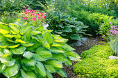 Bushes grown perennial ornamental host in a summer garden flower bed.