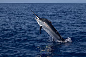 Marlin shows its size above the water