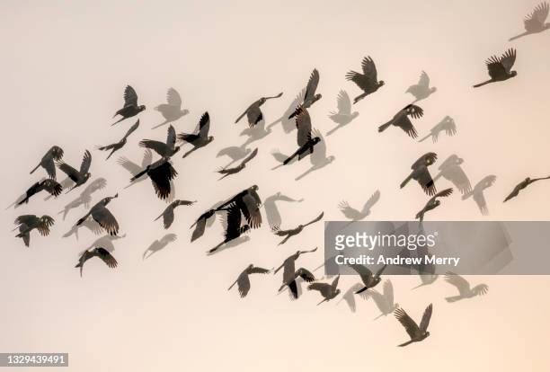flock of flying birds, multiple exposure, australia - animals following stock pictures, royalty-free photos & images