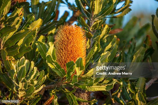 yellow banksia flowers on tree, australia - australian native flowers stock pictures, royalty-free photos & images