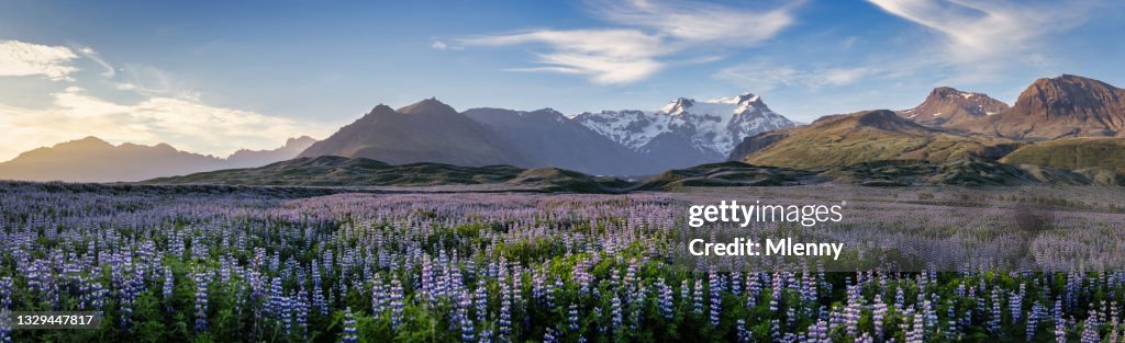 Iceland Blooming Icelandic Purple Lupin Flower Field Sunset Mountain Panorama