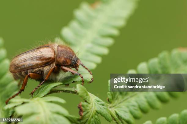 a summer chafer beetle, amphimallon solstitialis, resting on a fern plant. - june beetle stock pictures, royalty-free photos & images