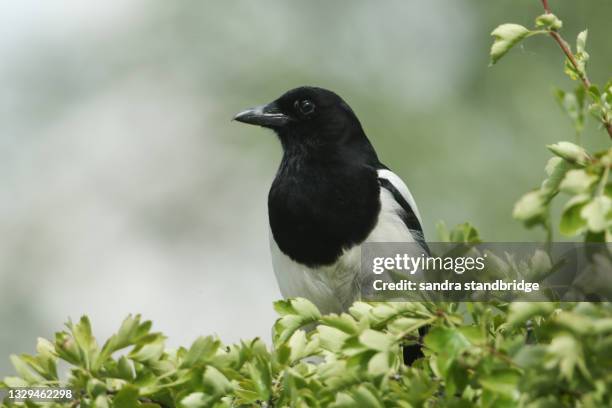 a magpie, pica pica, perching on the top of a hawthorn tree. - ekster stockfoto's en -beelden
