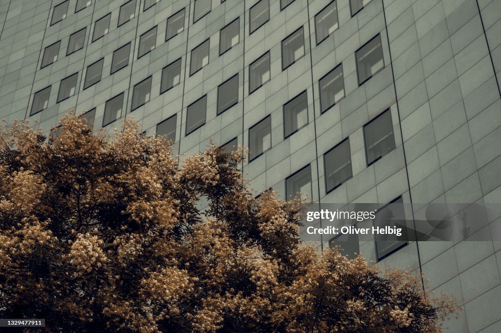 Detail of a skyscraper with a tree in the foreground in Leipzig