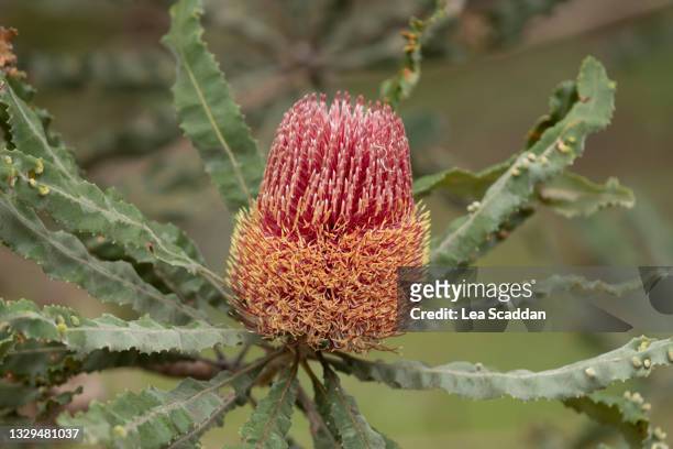 firewood banksia - banksia stock pictures, royalty-free photos & images