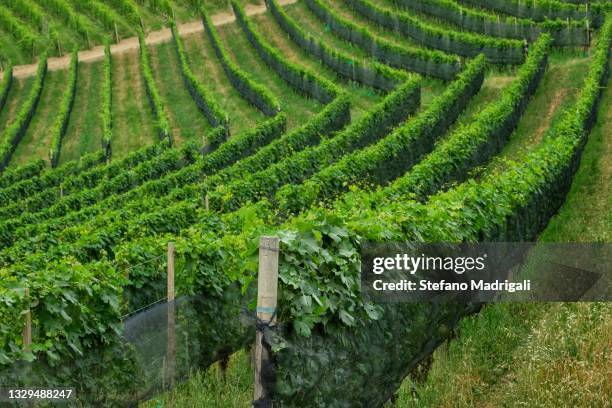 wine growing and agriculture - uva merlot imagens e fotografias de stock