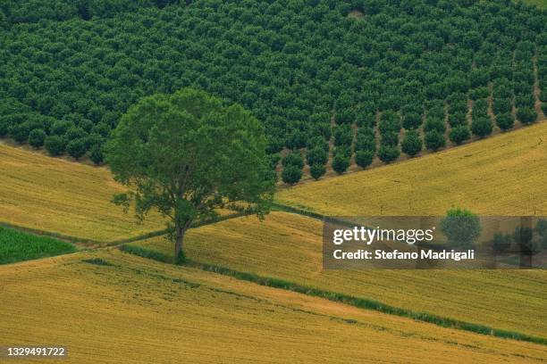 1,842 Filbert Tree Stock Photos, High-Res Pictures, and Images - Getty ...