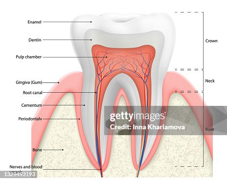 Human Tooth Structure Vector Diagram The Anatomy Of The Tooth Cross ...