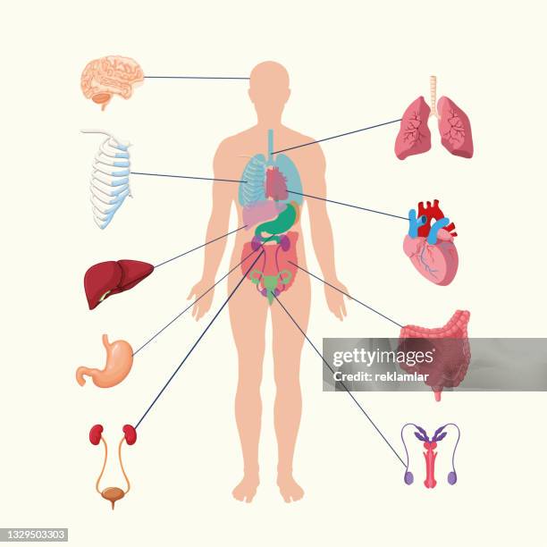 ilustrações de stock, clip art, desenhos animados e ícones de human internal organs system. people body internal organs illustration. anatomy organ vector. - corpo humano