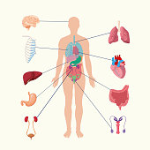 Human internal organs system. people body internal organs illustration. Anatomy organ vector.