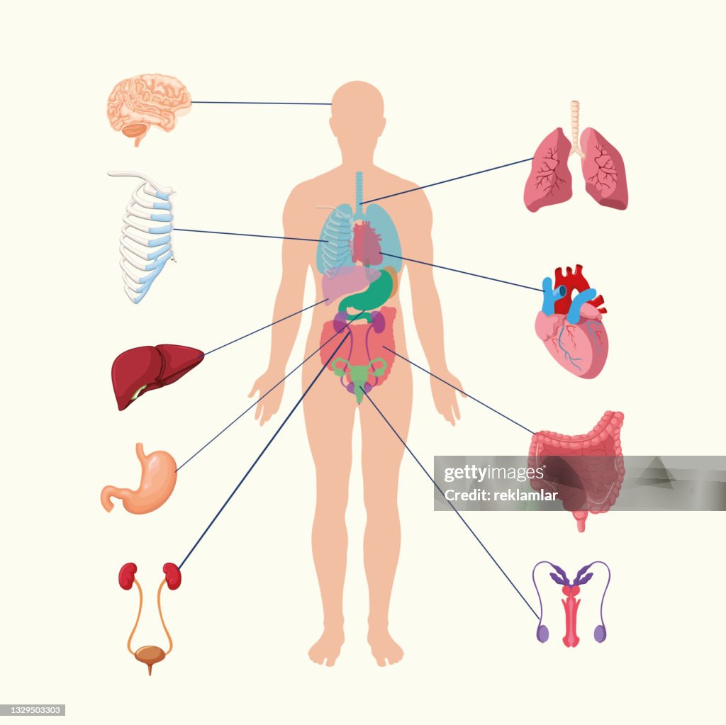 Human internal organs system. people body internal organs illustration. Anatomy organ vector.