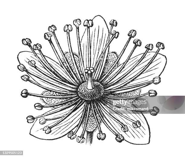 old engraved illustration of tilioideae, tiliaceae - family malvaceae - amerikanische linde stock-fotos und bilder
