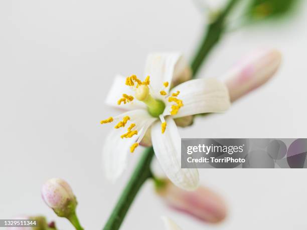 close-up of blossoming lemon tree - orange blossom fotografías e imágenes de stock