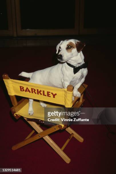 Jack Russell terrier Barkley, who stands on a director's chair which bears its name, attends the premiere of 'That's Entertainment III' held at...