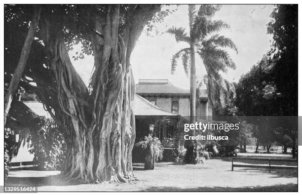 antique black and white photograph: banyan tree at the home of princess kaiulani, honolulu, hawaii - hawaiian royalty stock illustrations