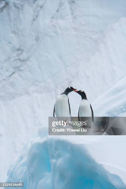 penguins on the snow in antarctica - pinguim da antártica - fotografias e filmes do acervo