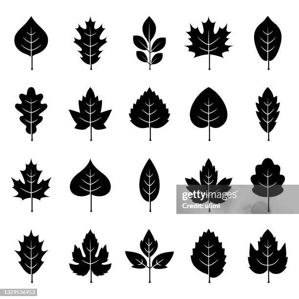 symbolsatz "blätter" - maple leaf stock-grafiken, -clipart, -cartoons und -symbole