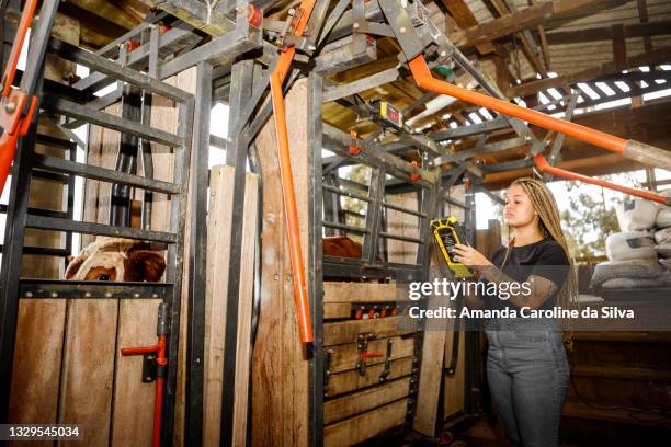 cattle being weighed - cattle stock pictures, royalty-free photos & images