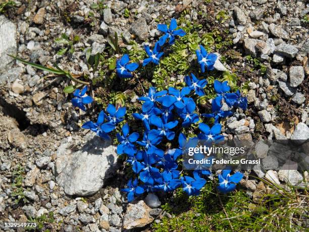 blue spring gentians (gentiana verna) flowering near simplon pass - genziana foto e immagini stock