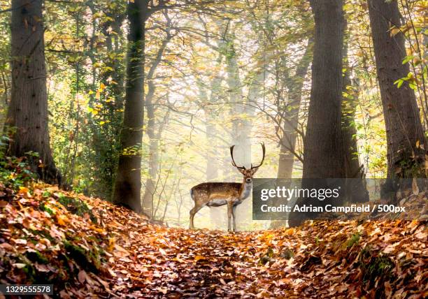 trees in forest during autumn,deer park,sevenoaks,united kingdom,uk - セブンオークス ストックフォトと画像