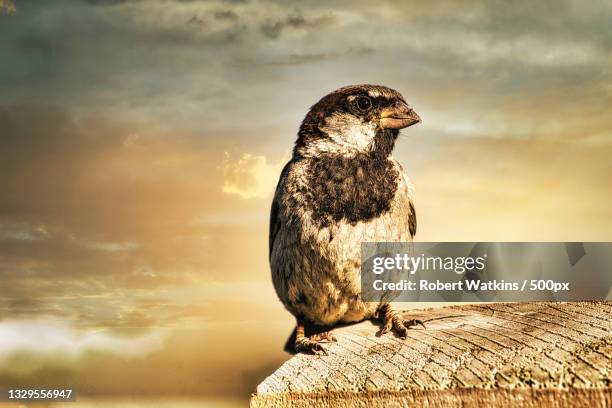 close-up of songpasserine songpasserine bird perching on wood against sky during sunset,manchester,united kingdom,uk - manchester united vs manchester city stock pictures, royalty-free photos & images