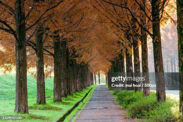 empty road along trees in forest,kanazawa,ishikawa,japan - kanazawa stock pictures, royalty-free photos & images